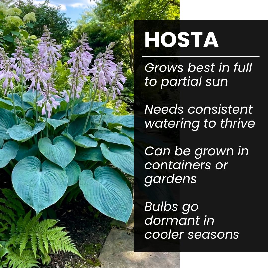 Blue Angel Giant Hosta Plant for Growing - Perennial Shade Plant - Large Blue Green Foliage - Easy to Grow Outdoor Landscaping Garden Border Plant