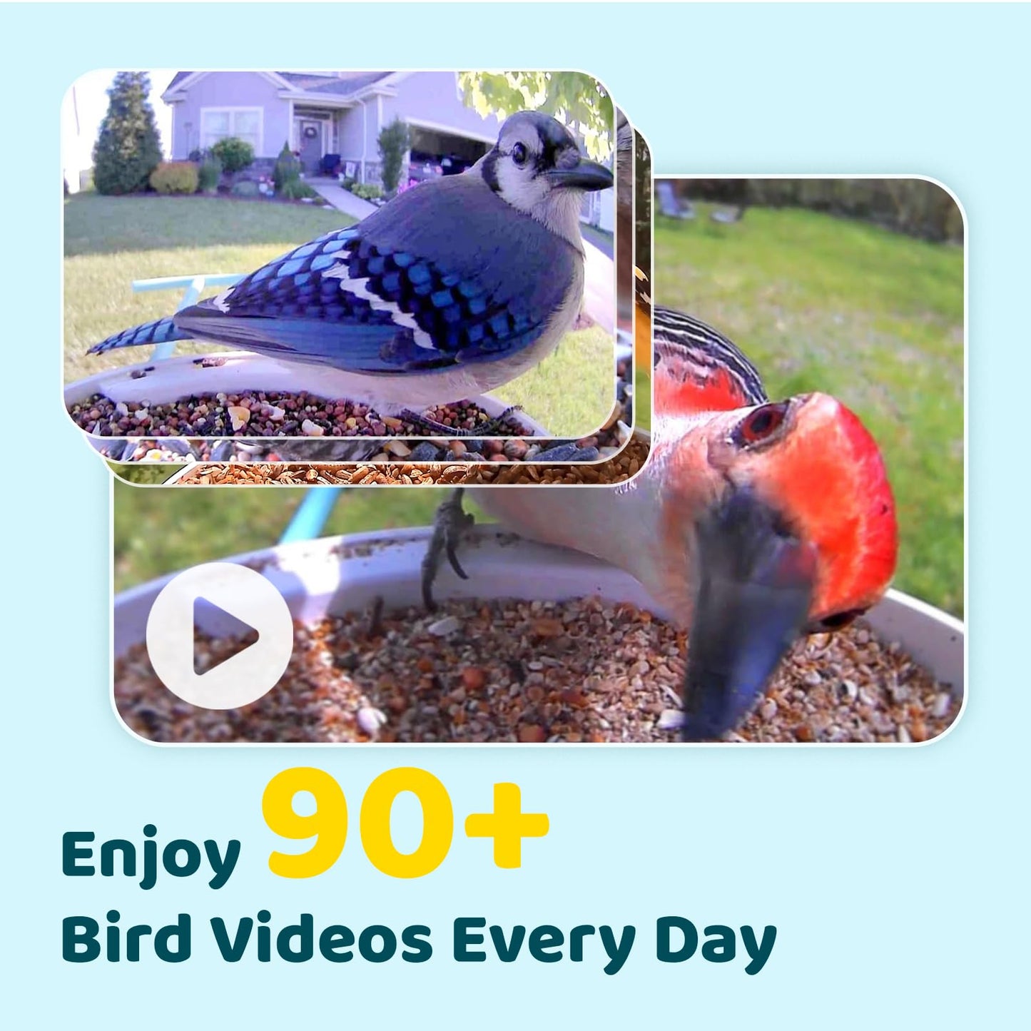 NETVUE by Birdfy Smart Bird Feeder with Camera – AI Identifies Birds Species 2MP Night Vision & App Alerts, 2.4Ghz Wi-Fi Connect IP65 Weatherproof Bird Camera-Gift for Backyard BirdWatchers, Blue
