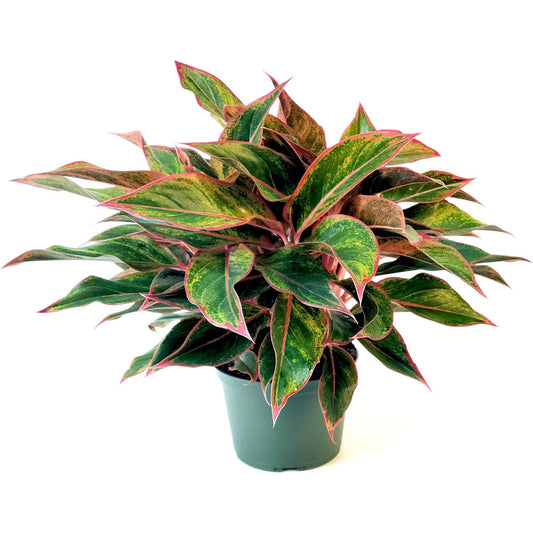 Siam Aglaonema Chinese Evergreen Live Houseplant – Colorful Low-Light Foliage Grows 2–3 ft in 6” Grower Pot – Easy Care Indoor or Outdoor Tropical Plant for Office & Home Decor, 1-Pack