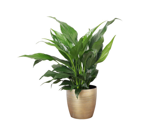 Thorsen's Greenhouse Live Peace Lily Plant, Spathyphylum, Low Light, Natural Air Purifier Live Indoor Plant, 4" Diameter Pot (Gold, 4-inch Pot)