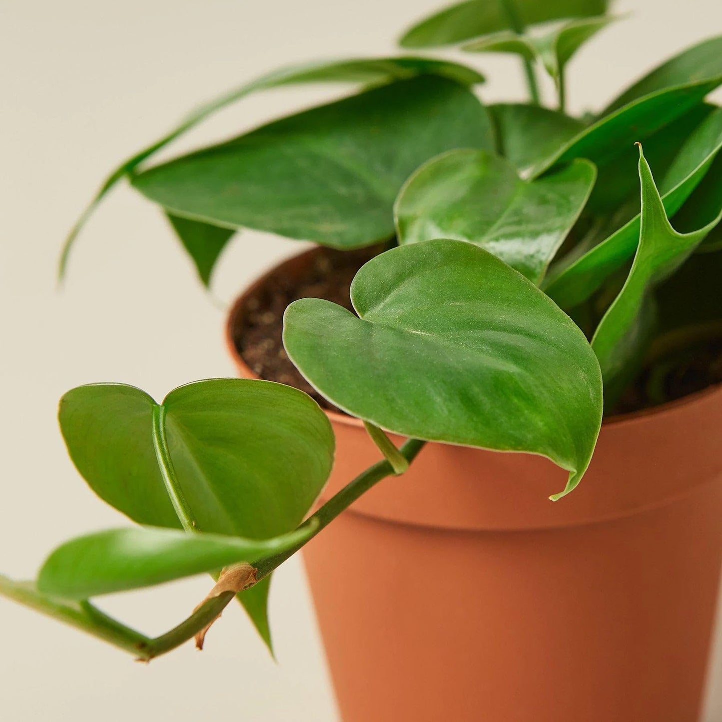 Philodendron Cordatum Heartleaf in 3in Pot - Live Plants Tropical Houseplants | Variegated | USA Growers | The Snobby Leaf
