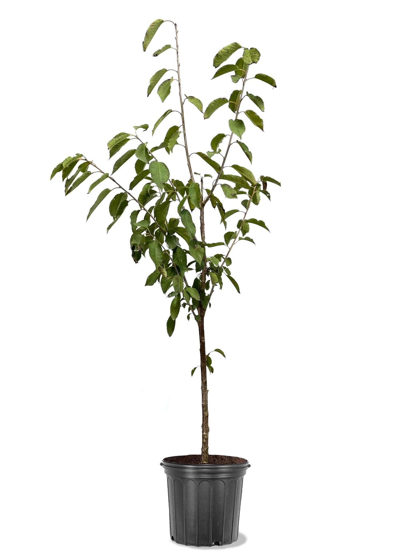 American Plant Exchange Cherry Tree 'Tulare' – Live Fruit-Bearing Plant, 5-Gallon Pot, Cold Hardy, Sweet Edible Cherries for Outdoor Orchards and Landscapes