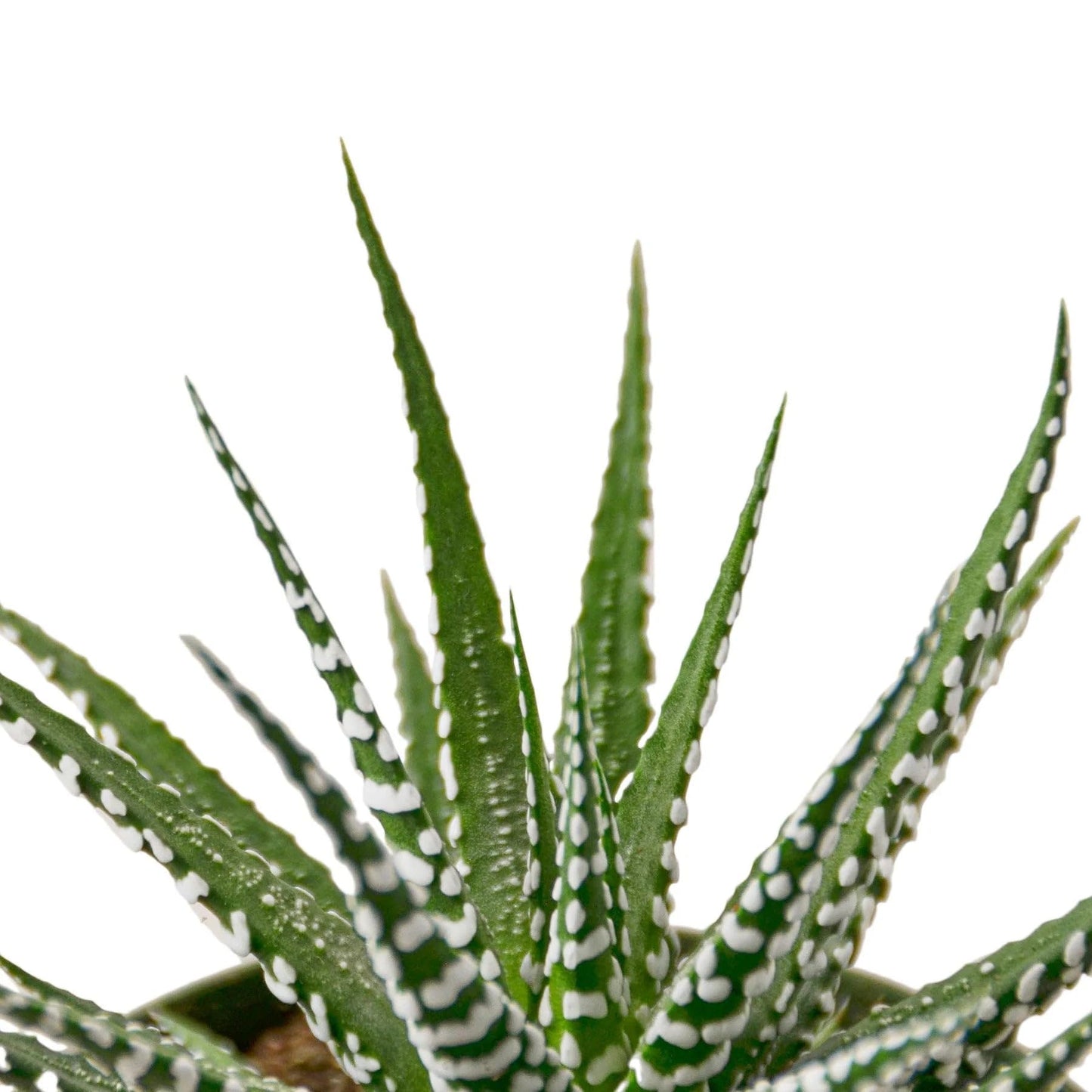 5 Pack Zebra Succulent in 4in Pot - Live Plants Tropical Houseplants | Variegated | USA Growers | The Snobby Leaf
