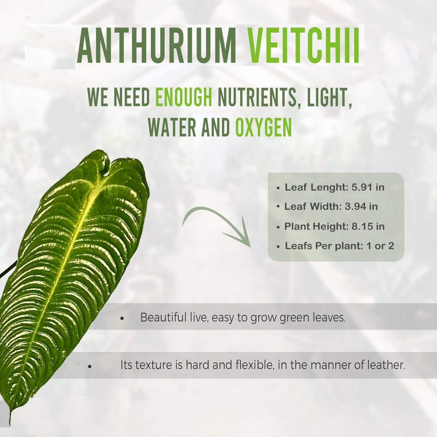 LEAL PLANTS ECUADOR Anthurium Veitchii |Green Live House Plant for Indoor| Anthuriums Live Exotic Houseplants|Anthurium Exotic Houseplants| Unique Gift for Plant Lovers
