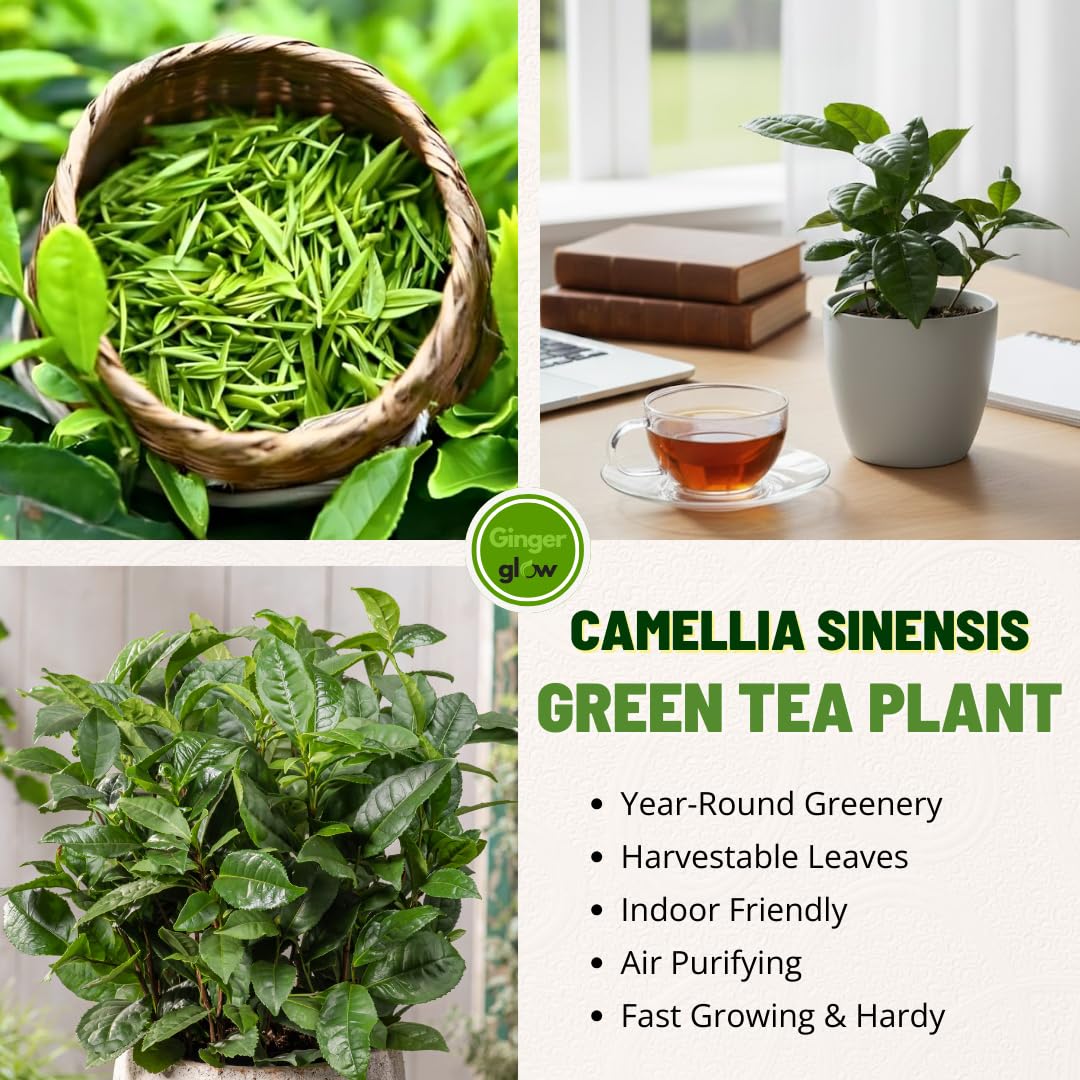 Camellia Sinensis Plant Live | Camellia Tree Live | Green Tea Plant 4 Inch Tall | Evergreen Shrub with Glossy Foliage for Patio Displays, Garden Design & Ornamental Planting