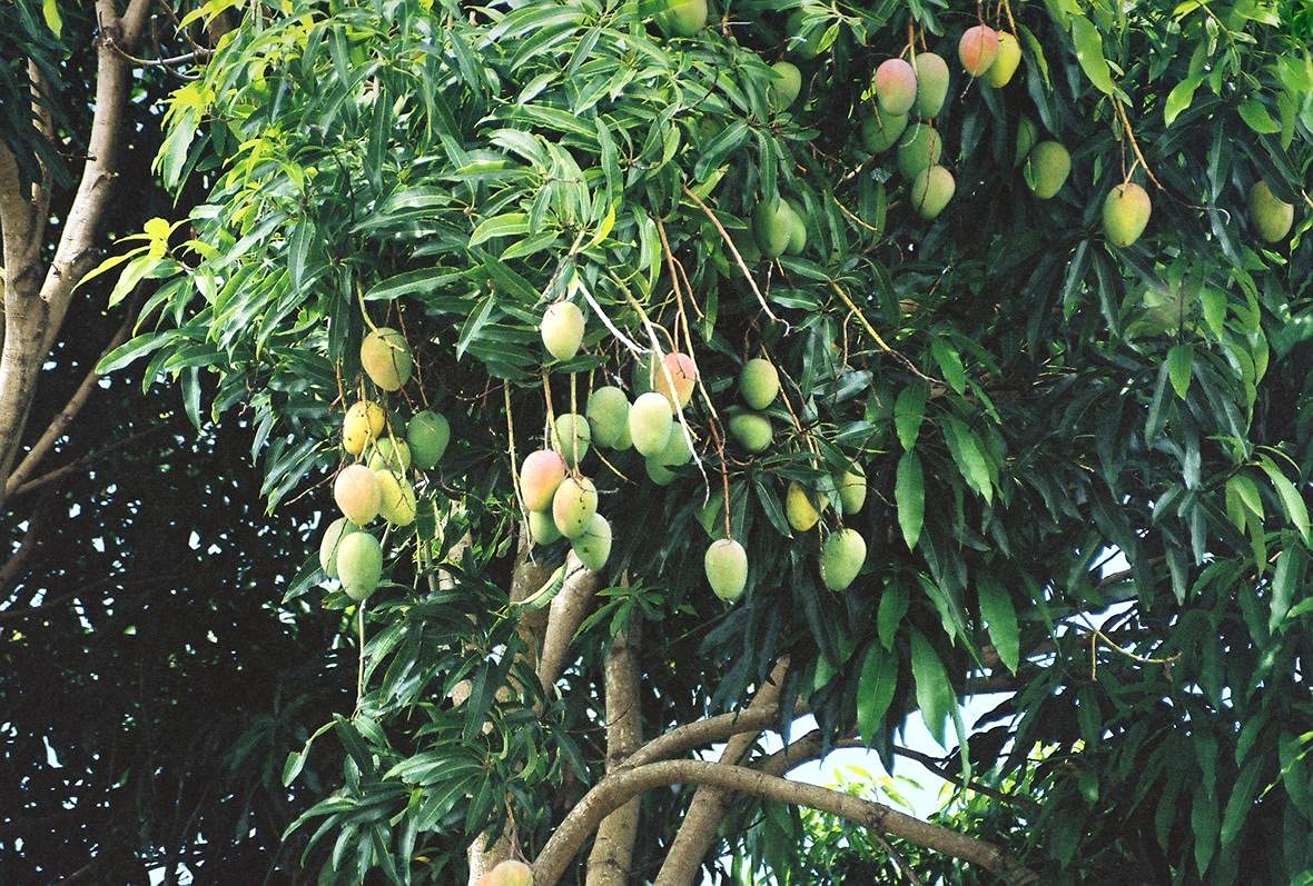 Mango Tree - Live Fruit Tree in a 3 Gallon Pot - Mangifera Indica 'Carrie' - Tropical Edible Fruit Bearing Tree