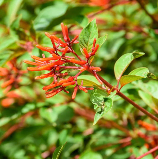 Dwarf Mexican Firebush - 2 Pack Hamelia Patens 'Firefly' Live Plants (5-9") -Compact Hummingbird Magnet - Non-Stop Orange Blooms - Heat Tolerant Patio & Garden Shrub