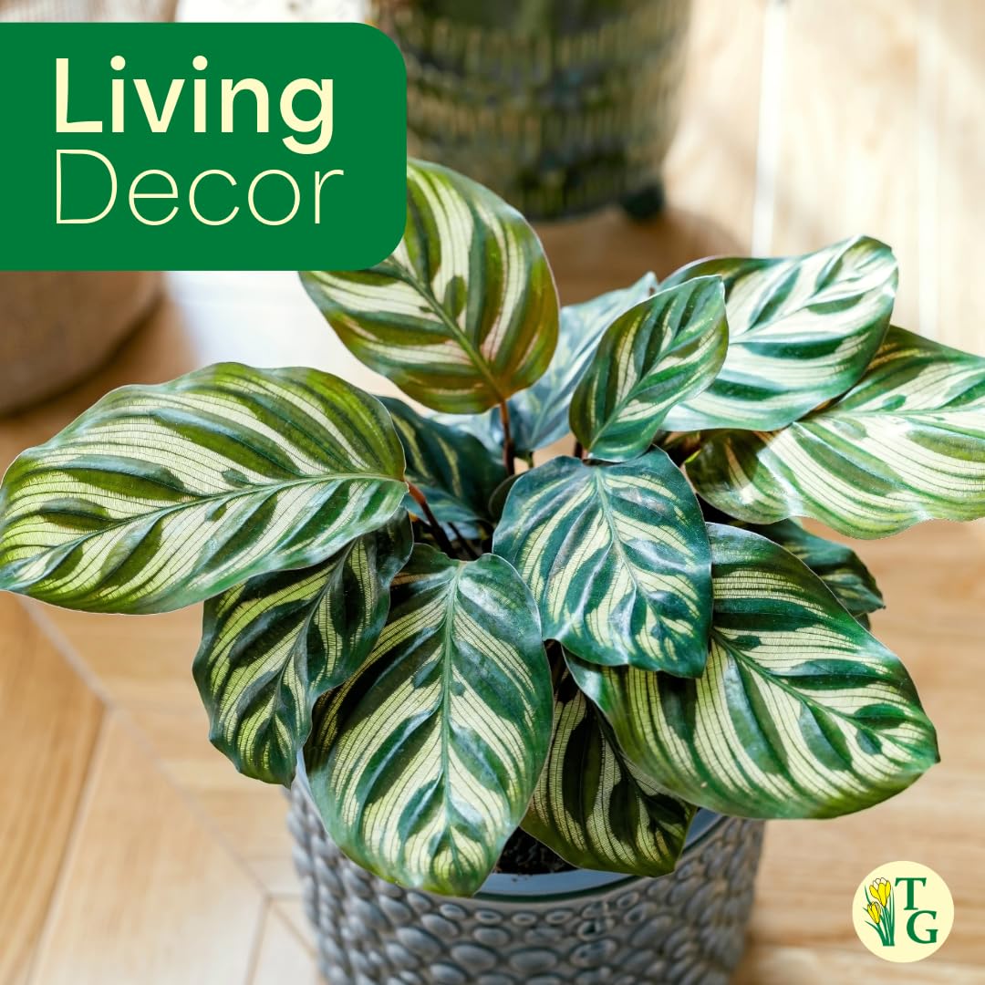 Thorsen's Greenhouse Peacock Calathea, Live Indoor Plant, Safe for Pets, Colorful Foliage, Rare Variety, Peacock Plant, 4" Diameter (Lavender)