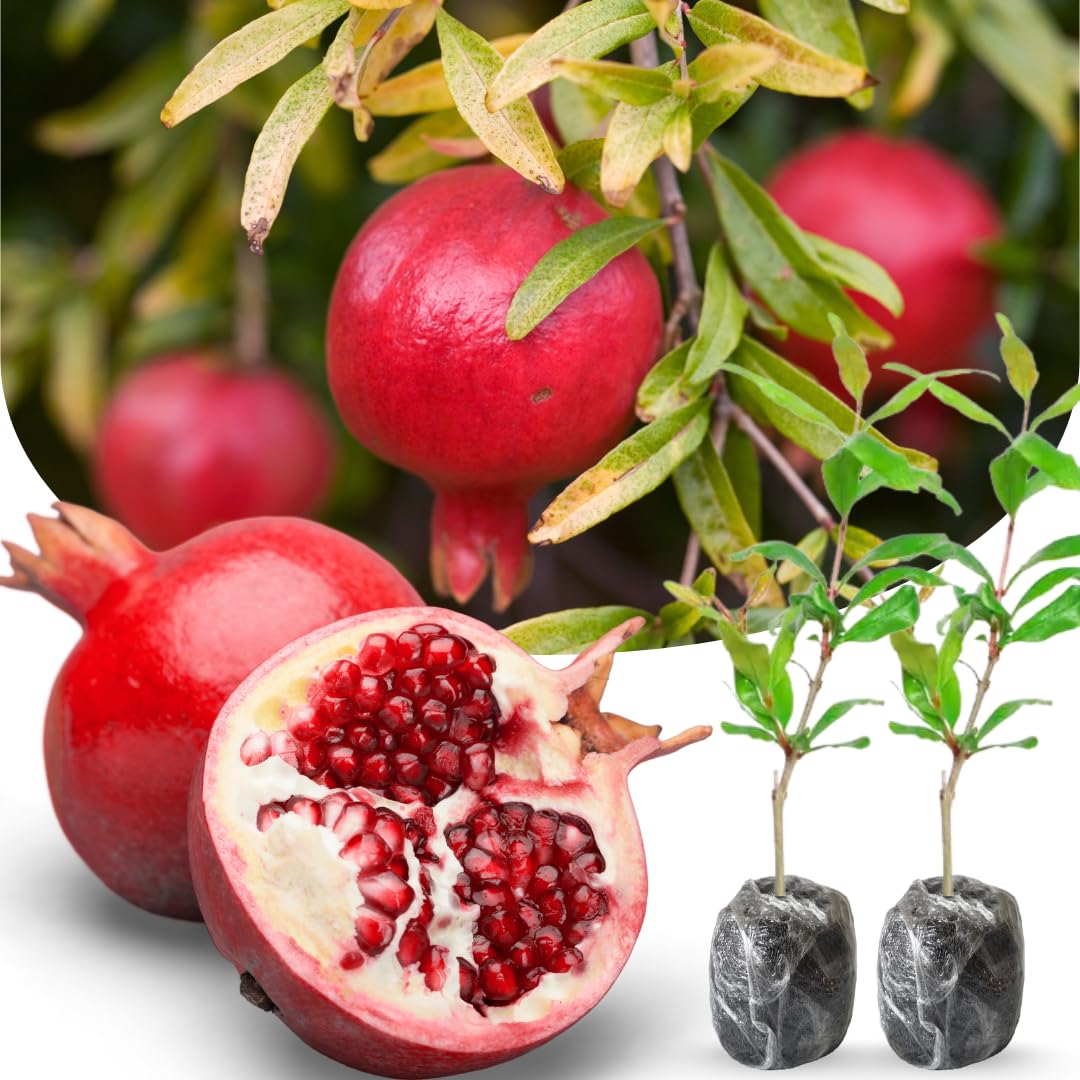 2 Red Pomegranate Trees Live Plants, Well-Rooted, 5-9 Inches Tall, Large Sweet Fruit for Your Garden