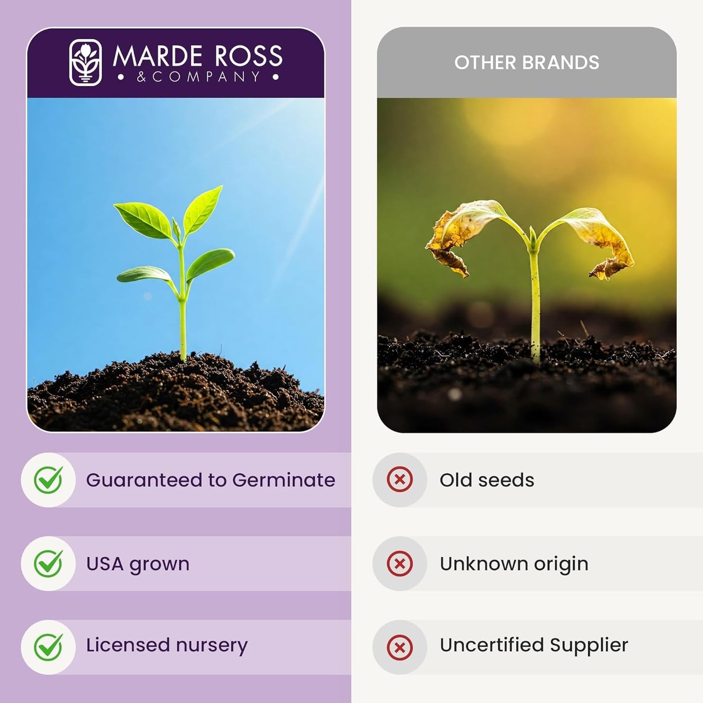 80 Broken Colors Four O'Clock Seeds - Tender Perennial That Reseeds Easily