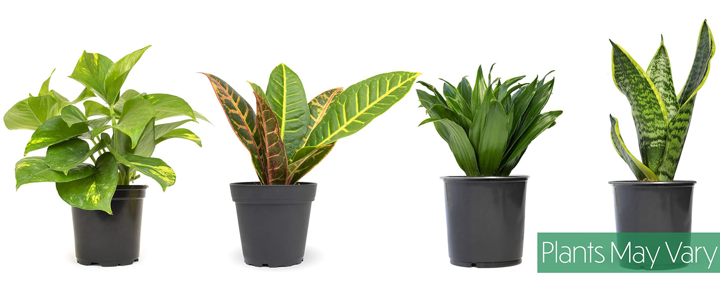 Money Tree Plant Indoor House Plants, Chinese Money Plant Decor, Bonsai Tree Feng & Essential Houseplant Collection (4PK) Live Plants Indoor Plants Live Houseplants in Plant Pots