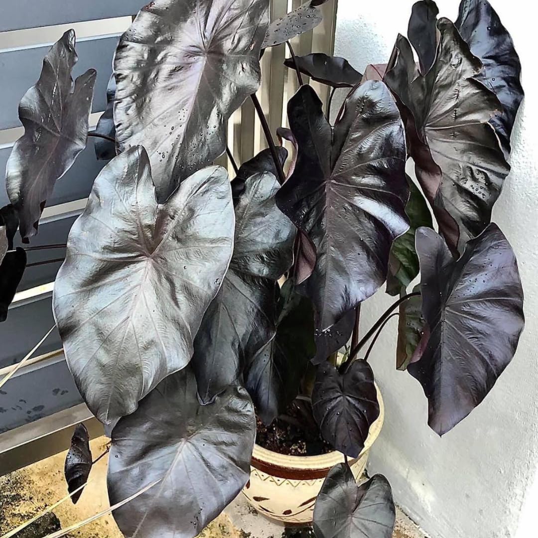 Colocasia Elephant Ears Live Plant, Alocasia Plant, Esculenta Taro Live Houseplant, 5-7 Inc Tall (Black)