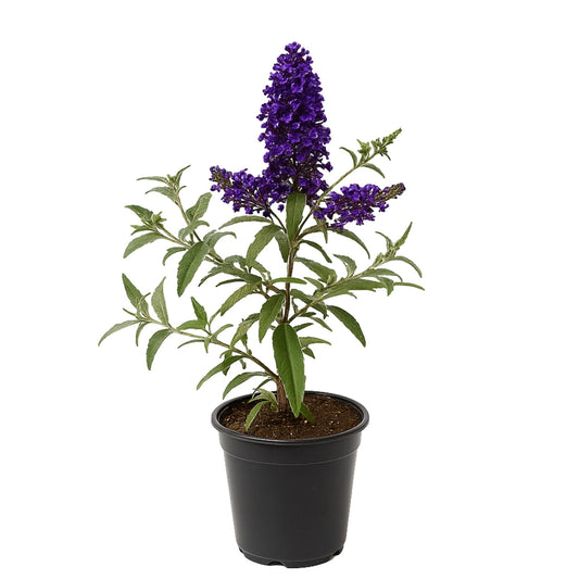 Easy to Grow Buddleia Butterfly Bush Buzz Midnight 1 Plant - Potted Perennial Flower in a Quart Pot, Summer Fragrant Dark Purple Blooms in Sun