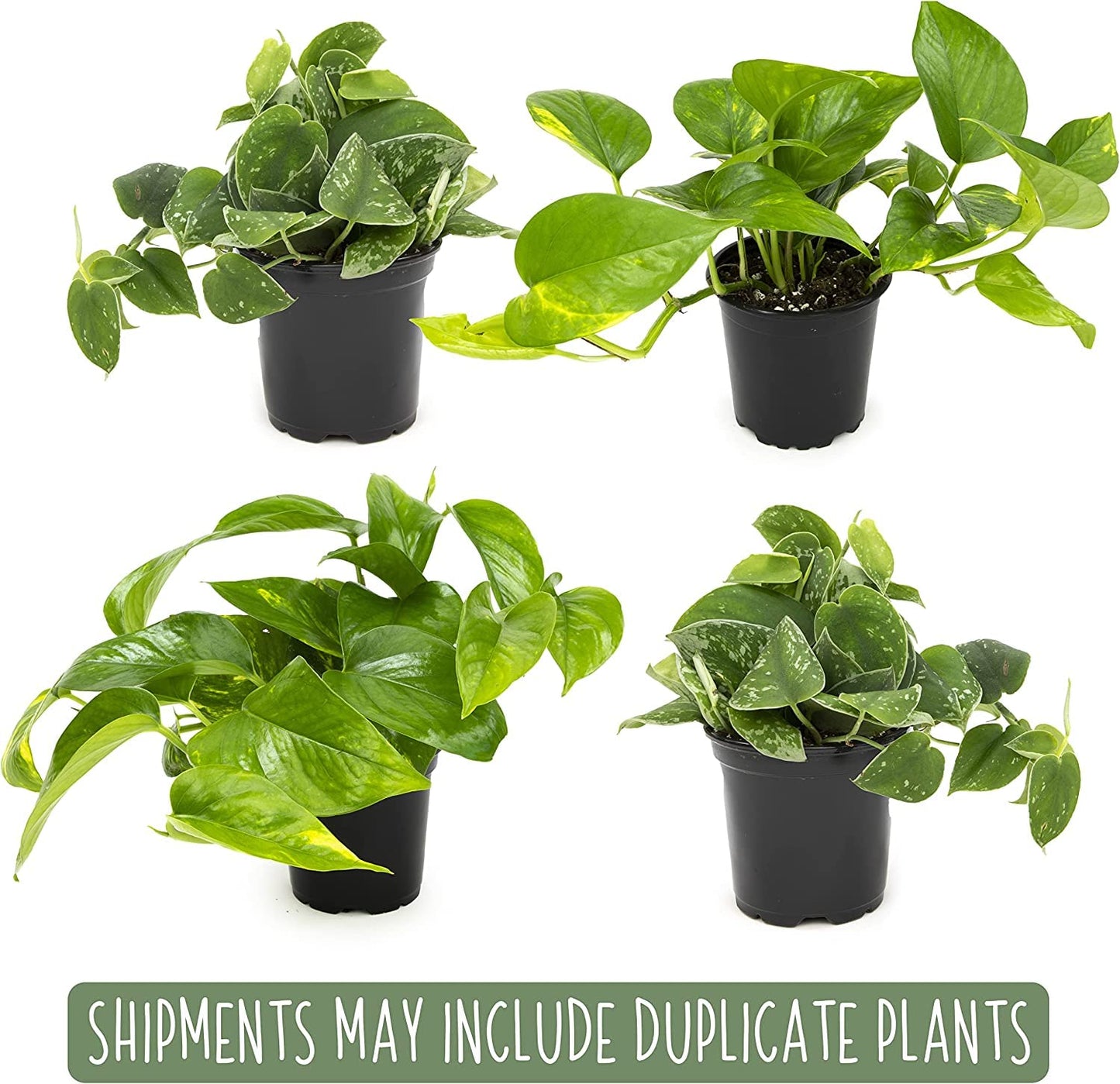 Altman Plants Live Houseplants (12PK), Indoor Plants for Delivery Prime & Live Pothos Plants (4PK) Indoor Plants Live Houseplants