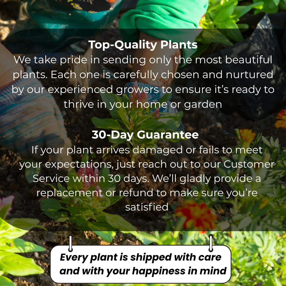 String of Hearts Plant Live | Different Houseplants in 6 Inch Pot | Fast-Growing Trailing Houseplant | Suitable for Home & Office Decor | Fully Rooted Trailing Houseplant for Indoor Décor & Easy Care