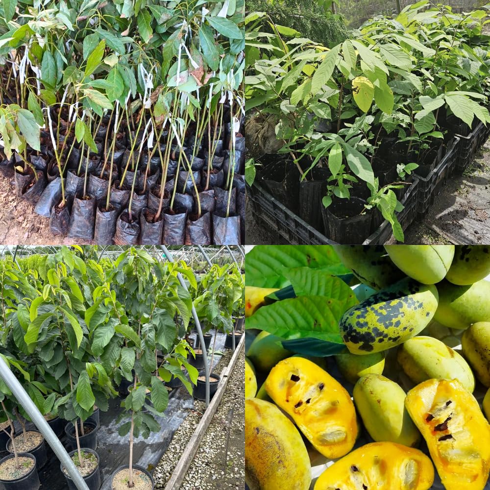 Pawpaw Tree Live Plant, 6-14 Inch Tall, Quart Pot, Cold Hardy Paw Paw Plant Live, Pawpaw Fruit Tree for Outdoor Planting