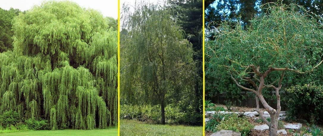 5 Willow Trees- Ready to Plant - 2 Weeping Willow Trees + 2 Austree Hybrid Willow Trees + 1 Corkscrew Willow Tree - Indoor Outdoor Live Trees - Bonsai Starts