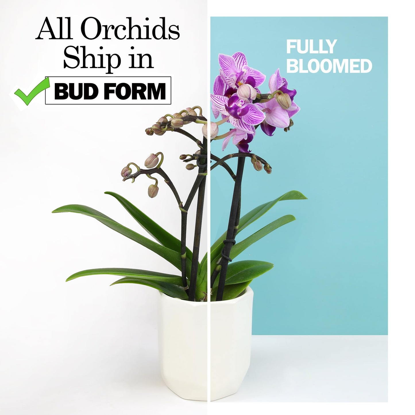 Large White Live Orchids Blooming in 5" Blue & White Orchid Pot, Pet Friendly Live Plant Gifts for Plant Lovers, Approx. 22"+ Tall, Real Houseplants, Phalaenopsis Moth Flowers by Plants for Pets