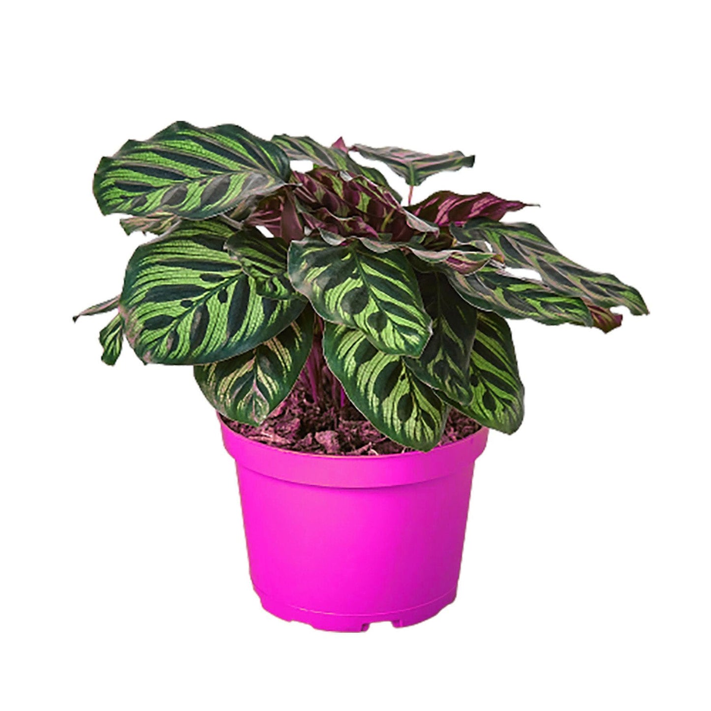 7 Pack Calathea 'Makoyana' in 6in Pot - Live Tropical Houseplant - Easy to Grow | Air Purifying | Pet Friendly | Variegated | USA Growers | The Snobby Leaf