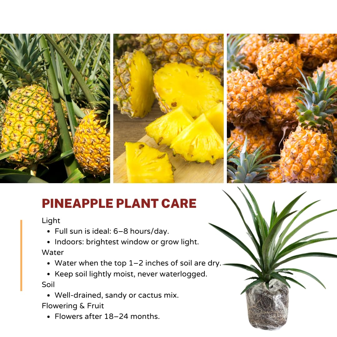 1 Gold Pineapple Plant Live for Planting, Sweet Pineapple Fruit Tree Live Plant 5 to 8 Inch Tall, Pineapple Starter Plants