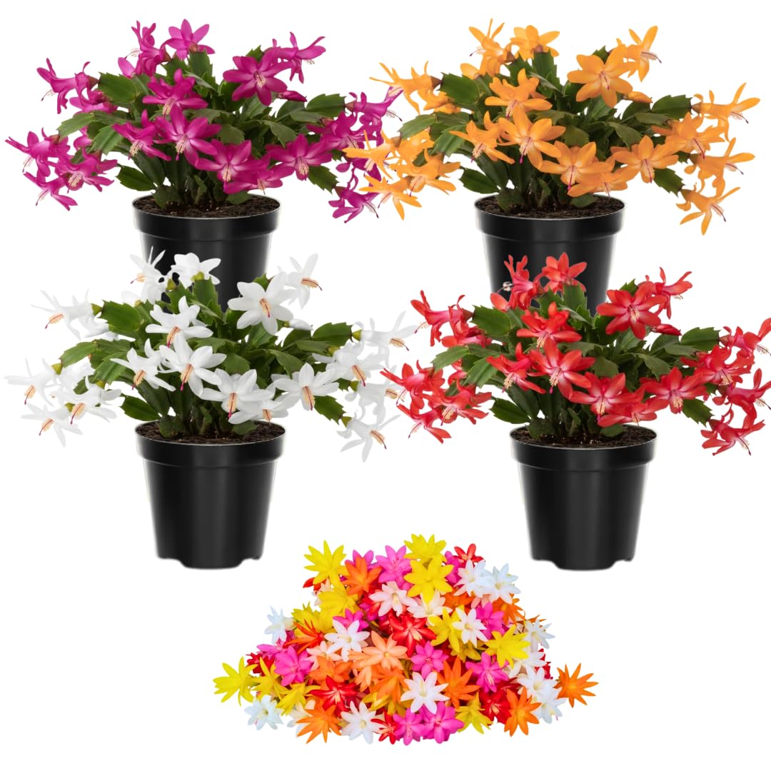 Christmas Cactus Plants Live, Thanksgiving Cactus Easter Cactus Like, 4-8 Inc Tall, Cold Hardy, Holiday Cactus for Indoor Outdoor Planting, Starter Size (Random Single Bloom)