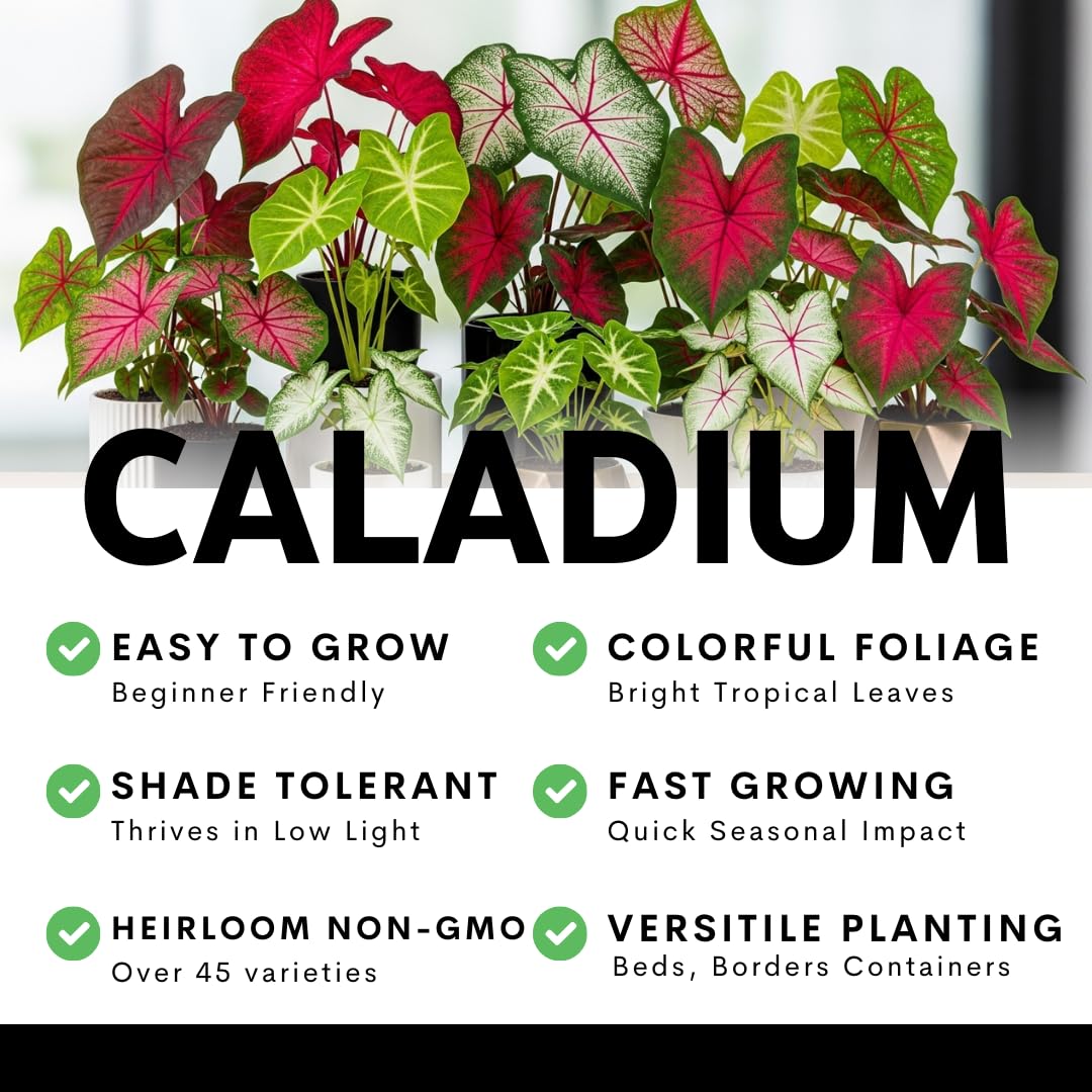 6 Classic Pink Caladium Bulbs for Planting - Beautiful Spotted Leafs Stand Out - Perennial Hosta, Elephant Ears, Fancy (6 Bulbs)