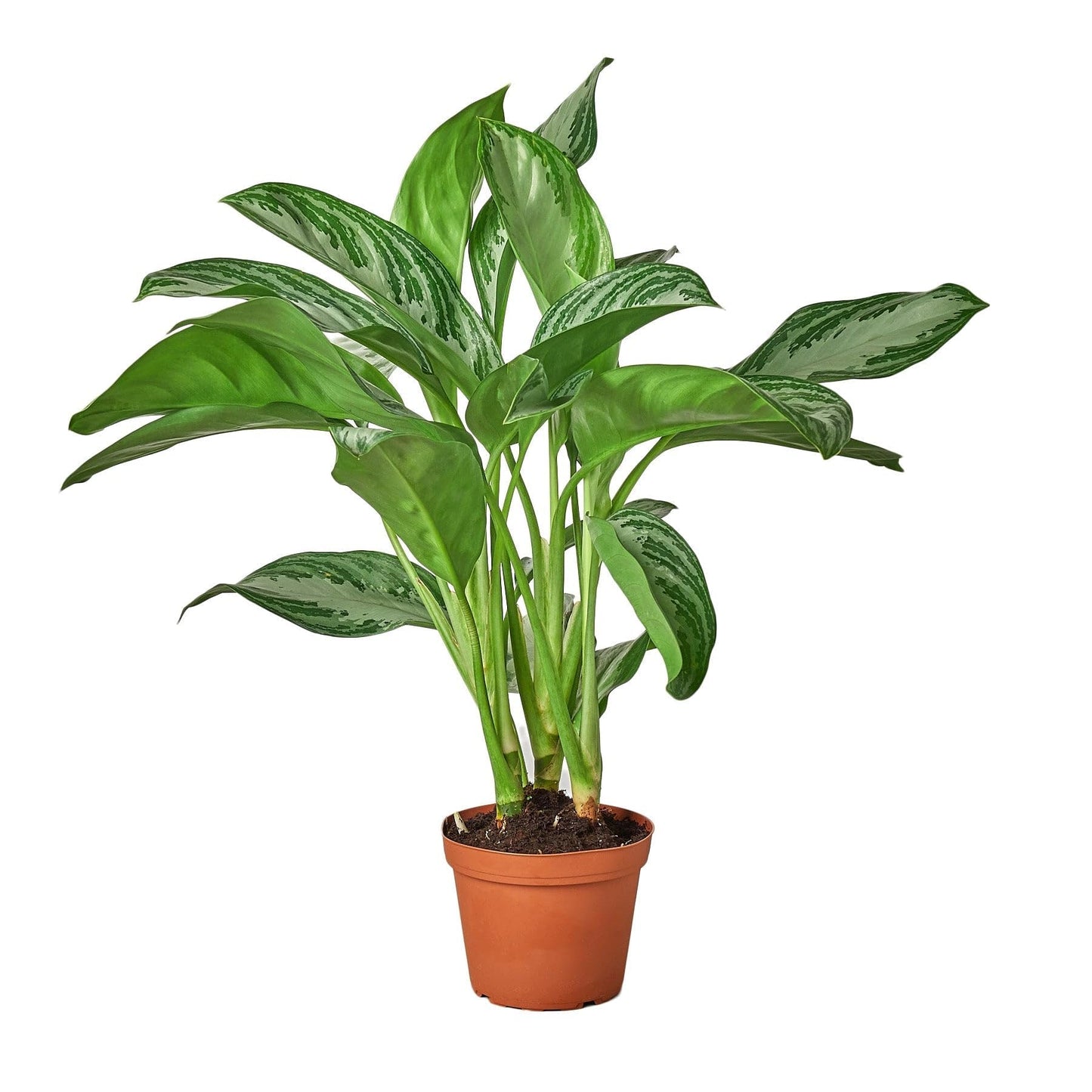 6 Pack Chinese Evergreen 'Silver Bay' - in 6in Pot - Live Plants Tropical Houseplants | Variegated | USA Growers | The Snobby Leaf