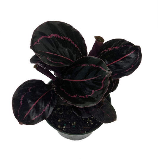SmartMe Live Plant - Dottie Rose Painted Prayer Plant - Calathea roseopicta 'Dottie' - Easy - 4" Pot - Flowering Plant