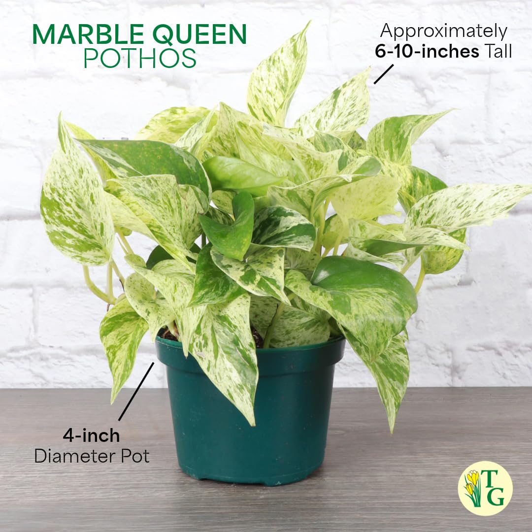 Thorsen's Greenhouse Marble Queen Pothos, Live Indoor Plant, Easy to Grow, Rare Variegated Houseplant, Natural Air Purifier, 6-inch Diameter Pot (Sage)