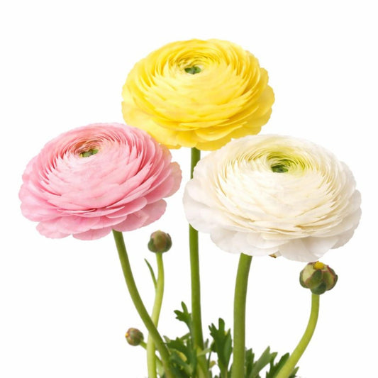 Easy to Grow Ranunculus Tecolote Pastel Mix 10 Flower Bulbs - Spring Pink Yellow & White Blooms in Sun, Carlsbad Flower Fields, Great for Cutting