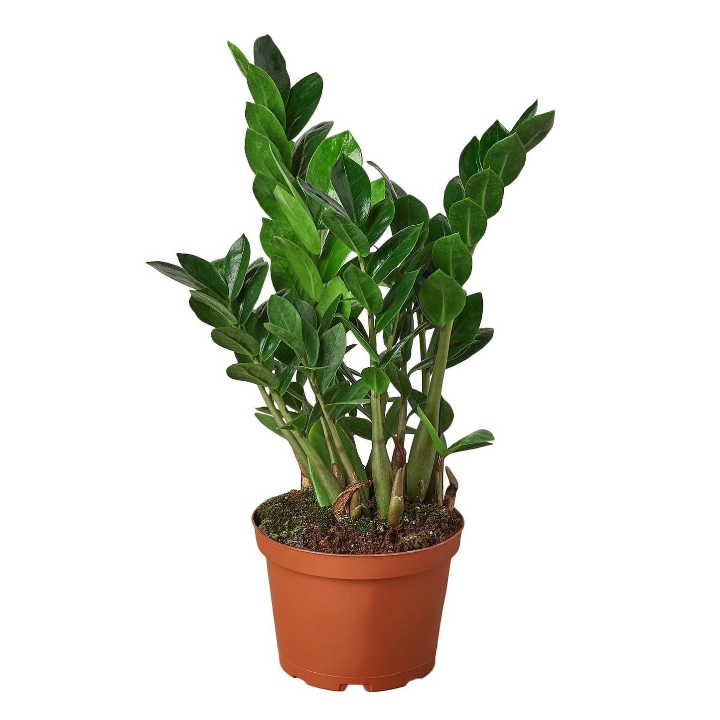 5 Pack Zamioculcas Zamiifolia ZZ in 4in Pot - Live Plants Tropical Houseplants | Variegated | USA Growers | The Snobby Leaf