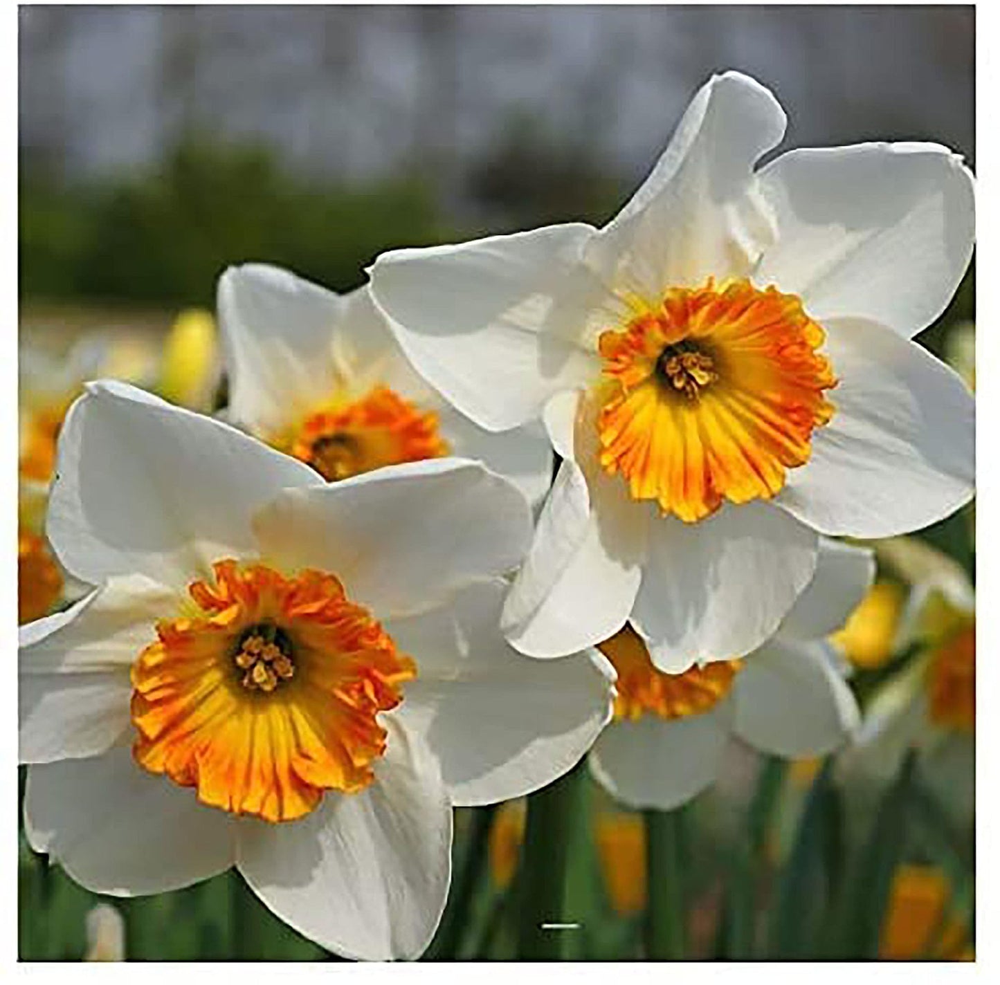 10 Merlin Narcissus Bulbs - TOP Size Daffodil Bulbs