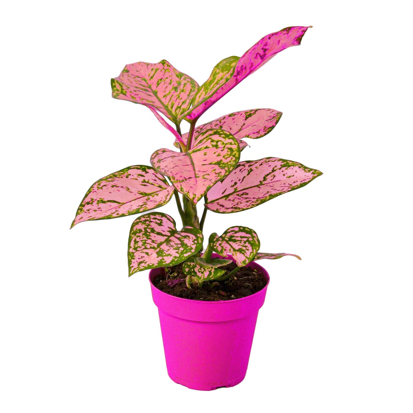 Chinese Evergreen 'Lady Valentine' in 4in Pot - Live Plants Tropical Houseplants | Variegated | USA Growers | The Snobby Leaf