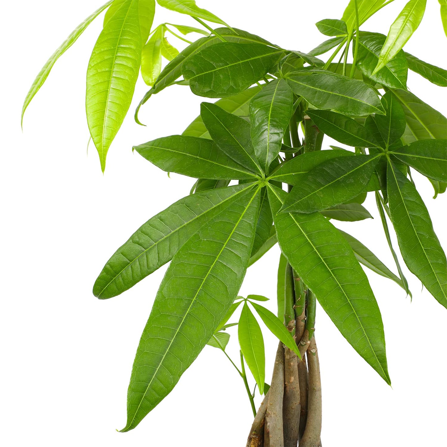 Money Tree Plant Indoor House Plants, Chinese Money Plant Decor, Bonsai Tree Feng & Live Pothos Plants (4PK) Indoor Plants Live Houseplants, Pothos Live Plant House Plants Indoors Live Plants