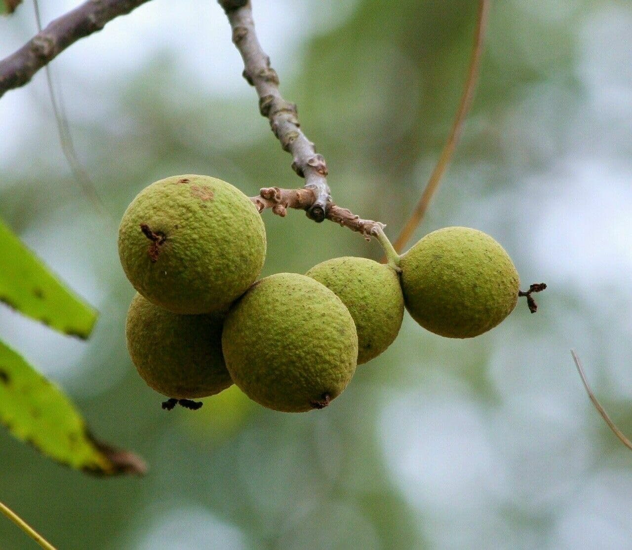 Black Walnut Tree - 10-18" Tall Nut-Bearing Live Plant - Fast Growing Tree Seedling - Juglans nigra