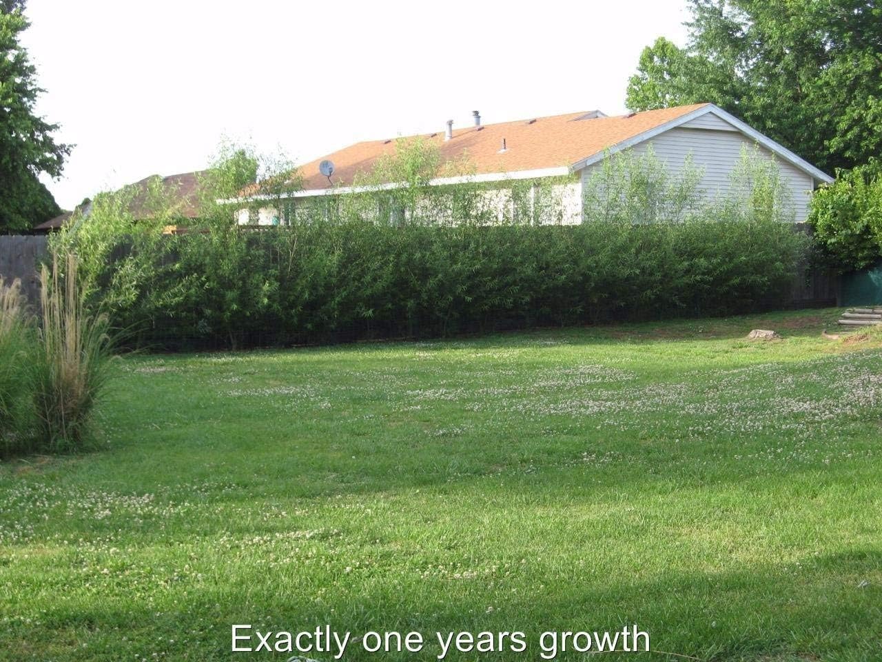 50 Hybrid Willow Trees - Fast Privacy Trees or Shade - Austree Willow Grow 6-10 Feet Per Year - Privacy Hedge