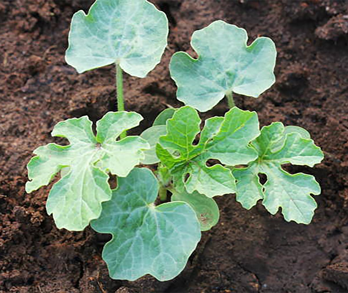 Georgia Rattlesnake Watermelon Seeds - Large Heirloom Watermelon