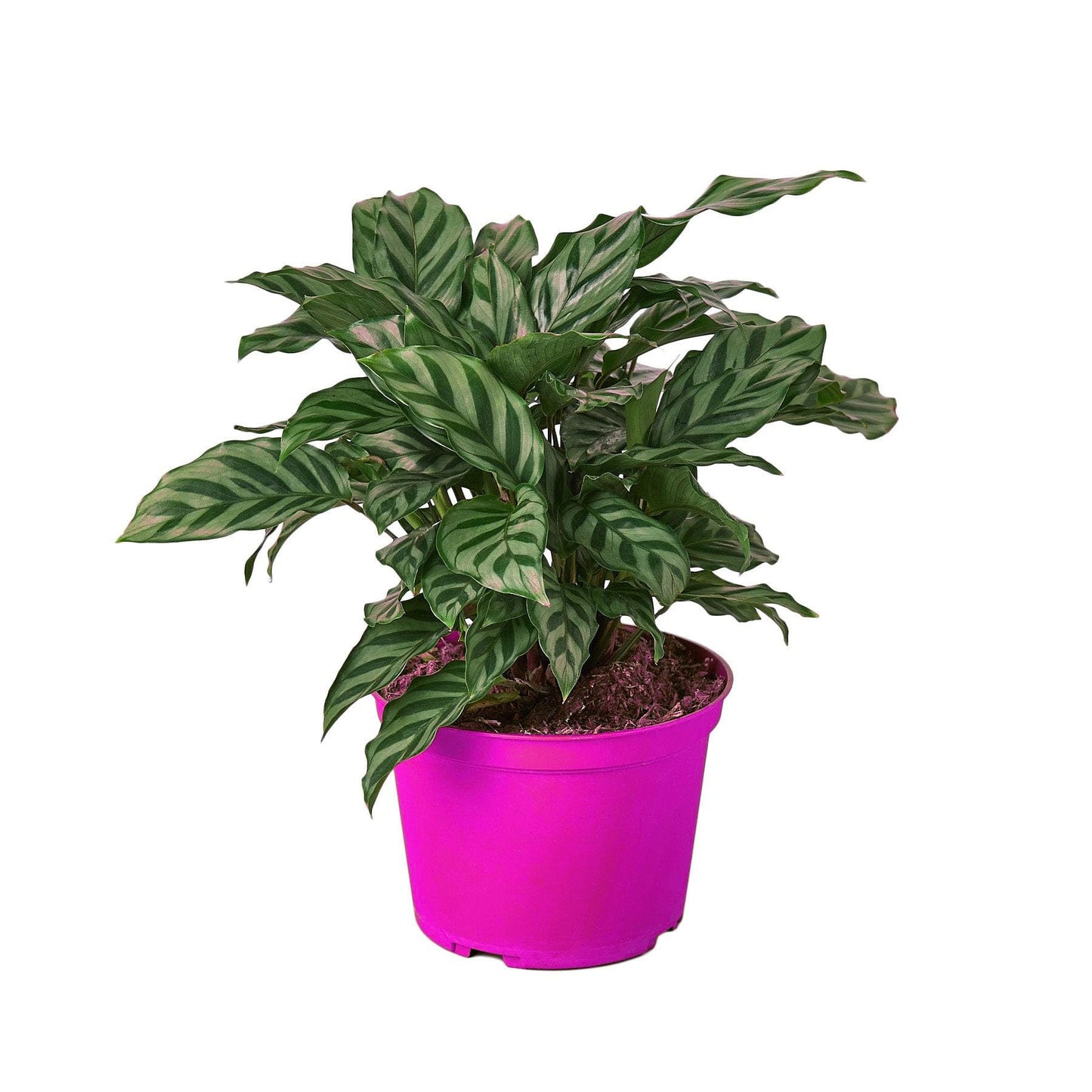 6 Pack Calathea Concinna 'Freddie' in 6in Pot - Live Tropical Houseplant - Easy to Grow | Air Purifying | Pet Friendly | Variegated | USA Growers | The Snobby Leaf