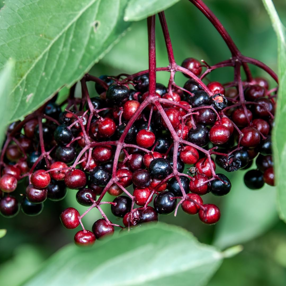 Sweet Elderberry Tree Live Plant for Zones 4 to 8, Cold Hardy American Elderberry Bush Shrub Size 1-2 Feet in Tall, Outdoor Planting