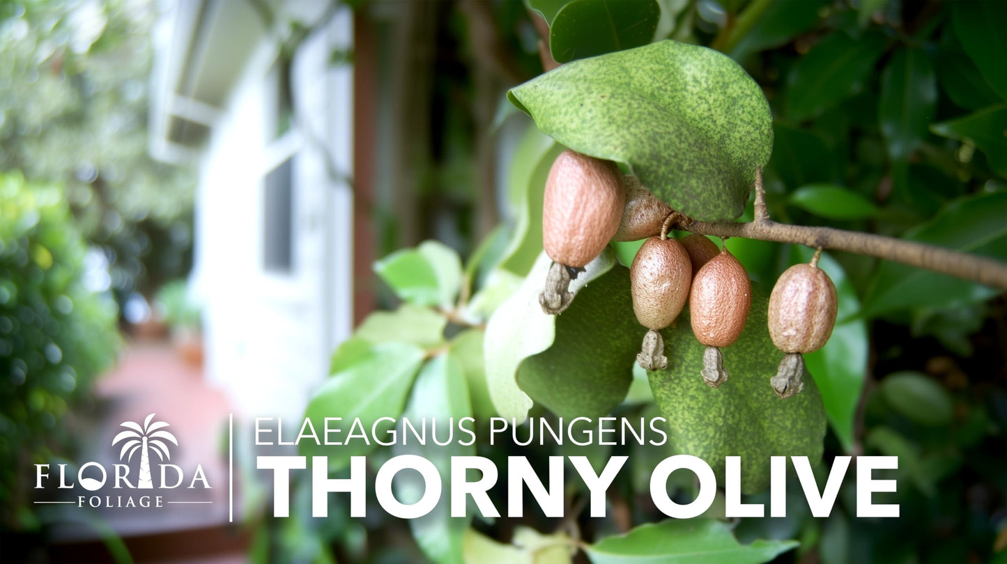 Elaeagnus Pungens I 10 Live Plants I Thorny Olive I Hardy Evergreen Shrub with Fragrant Blooms, Perfect for Hedges, Screening & Ornamental Garden Display