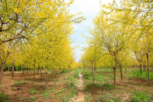 2 Siberian Elm Trees - 10-18" Tall Live Plants - Fast Growing Tree Seedlings - Ulmus pumila - (2 Pack)