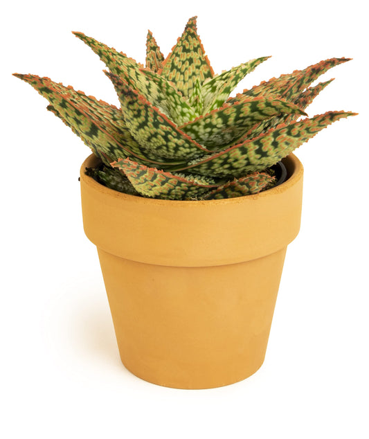 Live Aloe Plant Succulents, Star Aloe Plants Live in Clay Pots for Plants, Succulents Plants Live in Potting Soil, Potted Succulents Live Plants, Cactus Plants Live Succulent Plants by Plants for Pets
