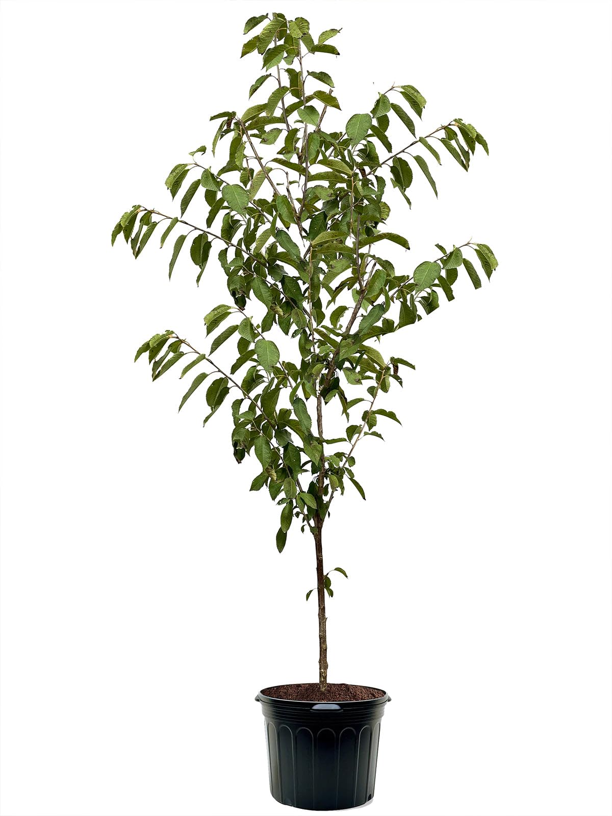 American Plant Exchange Cherry Tree 'Akebono' – Live Ornamental Flowering Plant, 3-4 ft Tall, 7-Gallon Pot, Cold-Hardy, Soft Pink Blossoms for Home Gardens, Backyard Landscapes & Spring Beauty