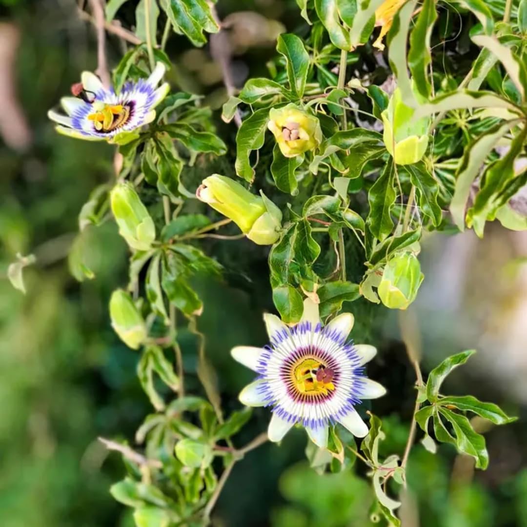 Purple Passion Flower Vine Plant | Live Passiflora Starter Plant | 4 to 8 Inch Tall | Well-Rooted for Home & Garden