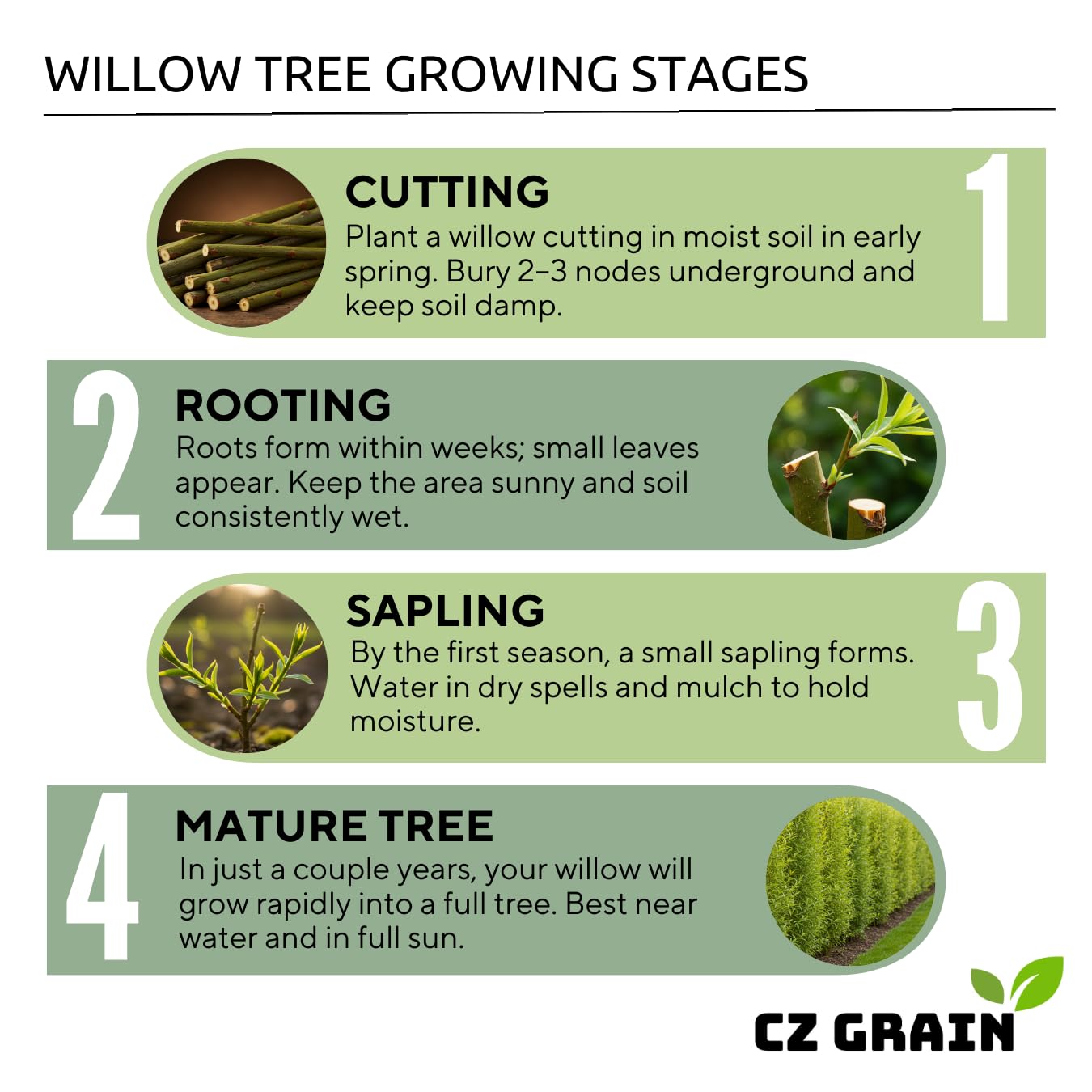 50 Hybrid Willow Tree Cuttings to Grow - Fastest Growing Tree in The World - Fast Privacy Hedge, Shade Trees - Grow Aussie Willow Trees