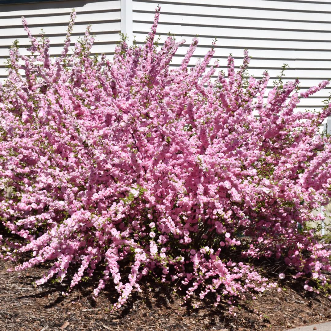 Flowering Almond Shrubs Trees Live Plants in Pot, Well-Rooted Fragrant Flowering Plum Bushes, 8-12 Inches Tall, Ornamental Tree for Outdoor Planting
