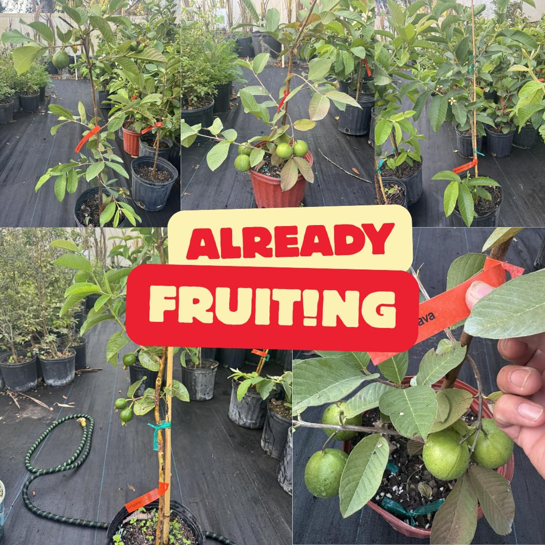 No CA, Live Kilo Guava Tree Plant Well-Rooted in Gallon Pot, 2-3 Feet Fruiting Airlayered Guava Grafted Fruits Plant for Planting