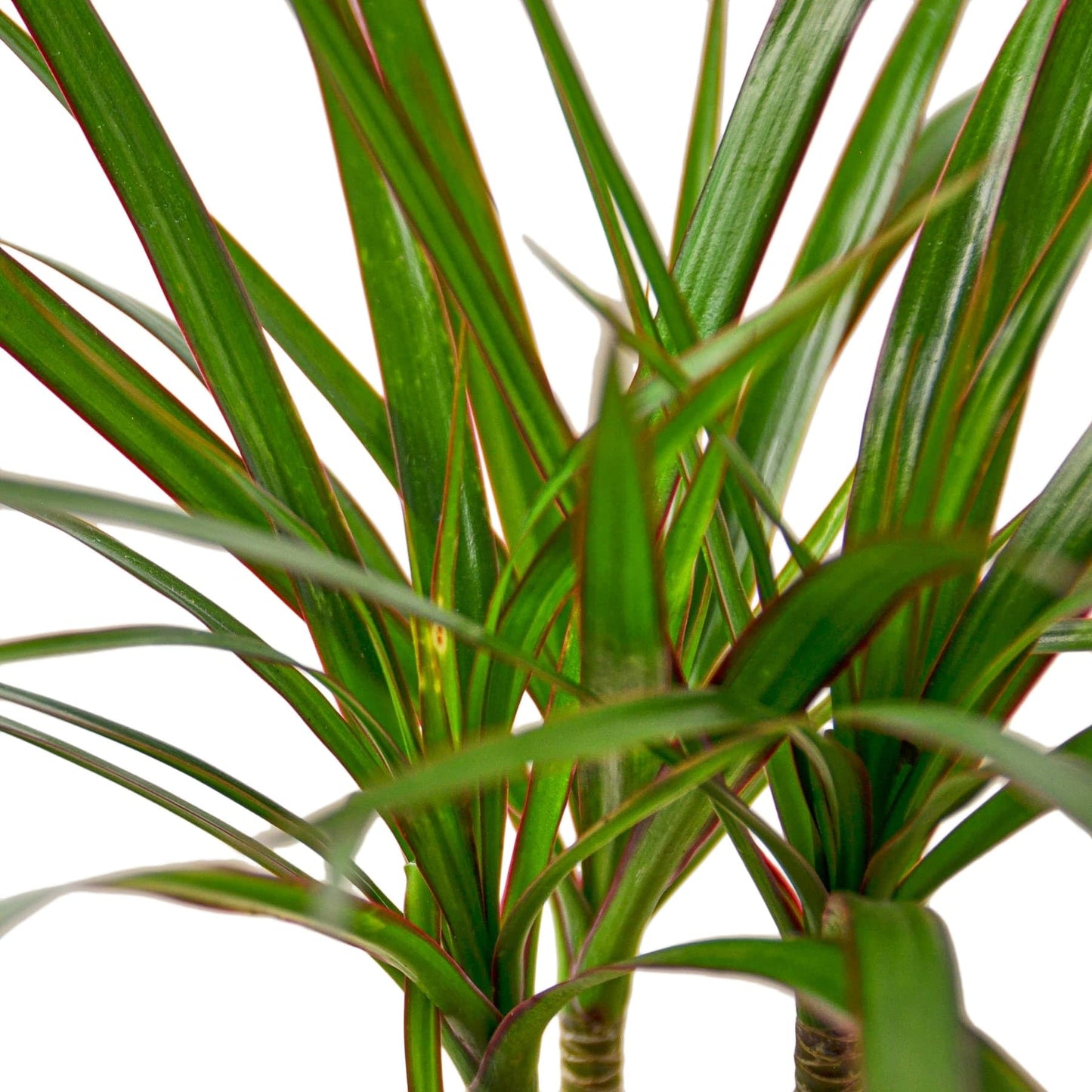 8 Pack Dracaena Marginata Cane in 4in Pot - Live Plants Tropical Houseplants | Variegated | USA Growers | The Snobby Leaf