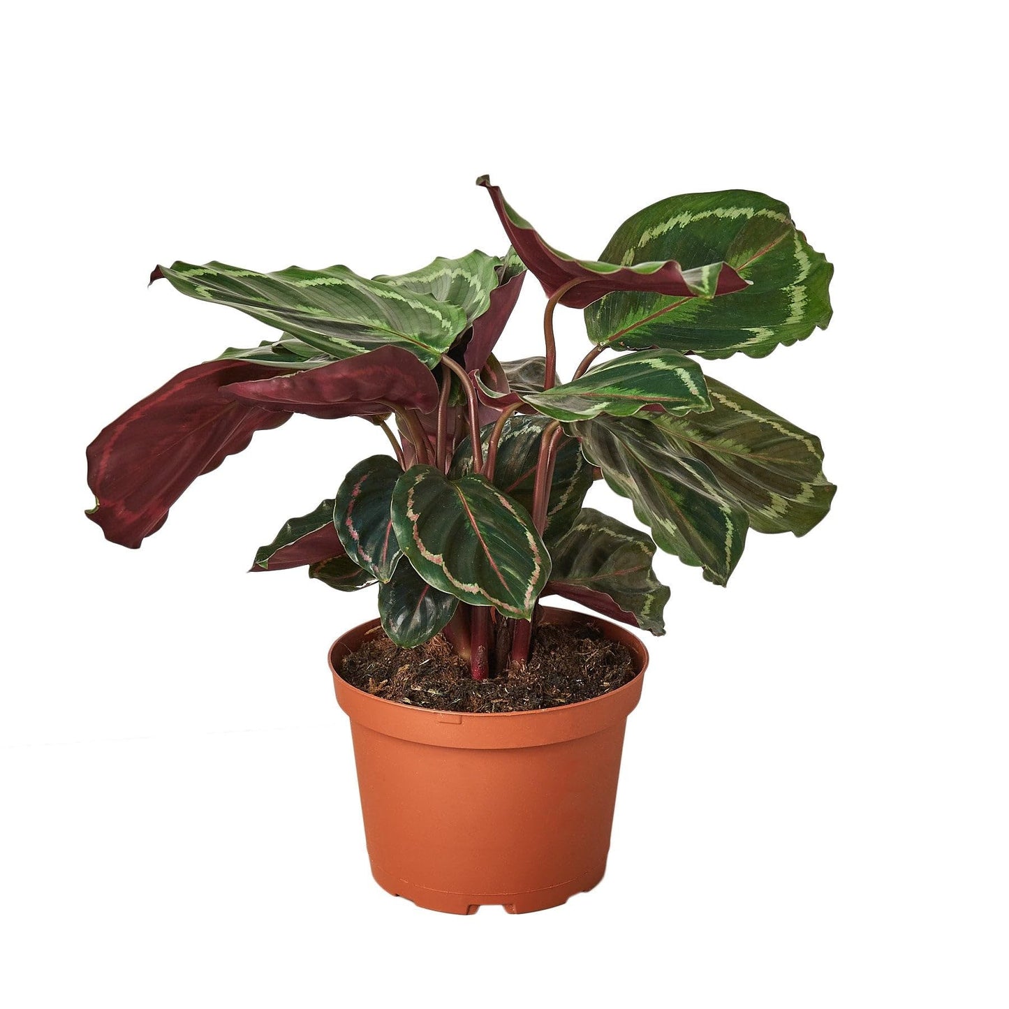 2 Pack Calathea Roseopicta 'Medallion' in 4in Pot - Live Plants Tropical Houseplants | Variegated | USA Growers | The Snobby Leaf