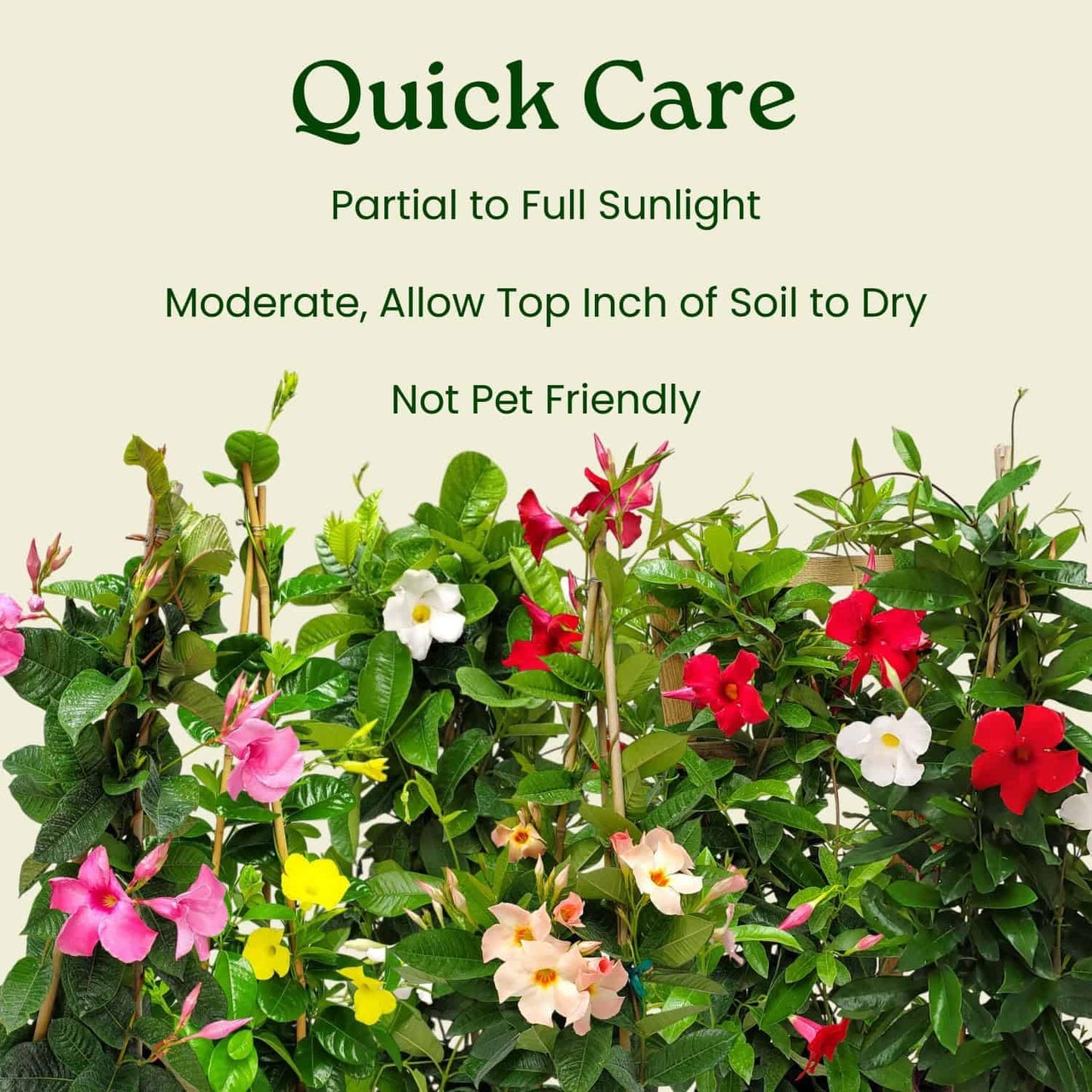 Pink Mandevilla Plant with Trellis - Live Flowering Plant - Tropical Plants of Florida - 18" to 20" Overall Height, 18" Hoop - 1 Gallon (Plant Only)